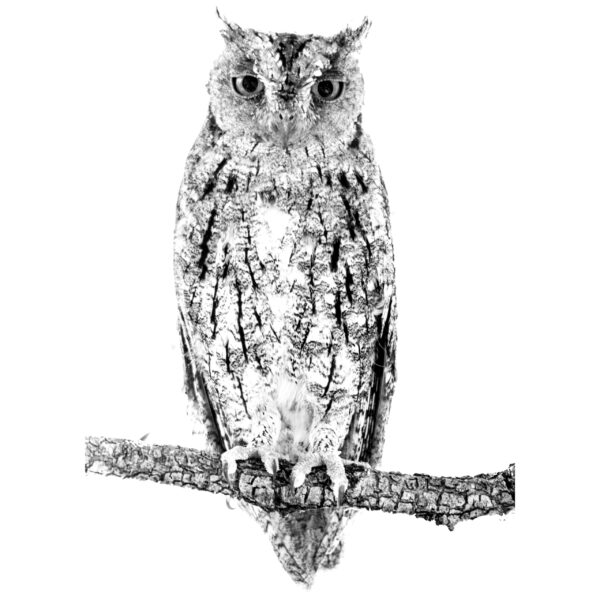 Black and White High Contrast Visual Stimulation for Newborn Baby using Wildlife Photography, Bird Photography, Animals, Birds.