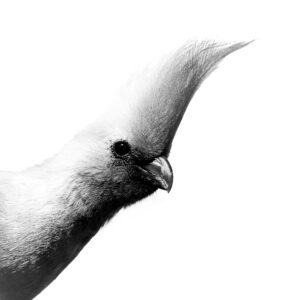 High Contrast Newborn stimulation edit of a Grey Go-Away-Bird