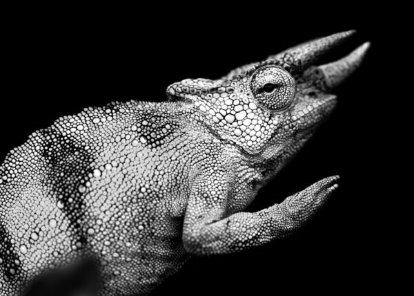 Black and White Wall Art of Johnston's Chameleon