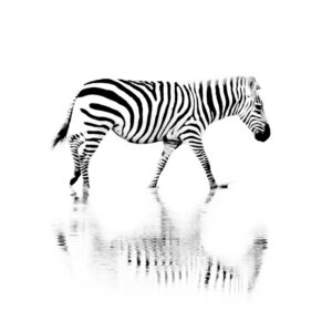 Black and White High Contrast Visual Stimulation for Newborn Baby using Wildlife Photography, Bird Photography, Animals, Birds from Africa