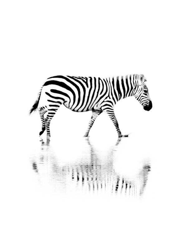 Black and White High Contrast Visual Stimulation for Newborn Baby using Wildlife Photography, Bird Photography, Animals, Birds from Africa