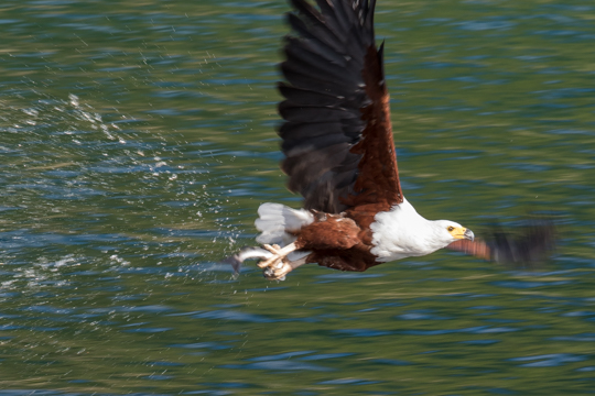 African Fish Eagle