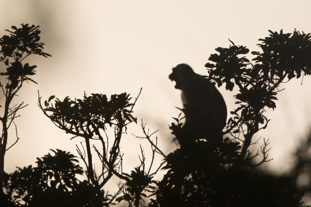 Vervet Monkey