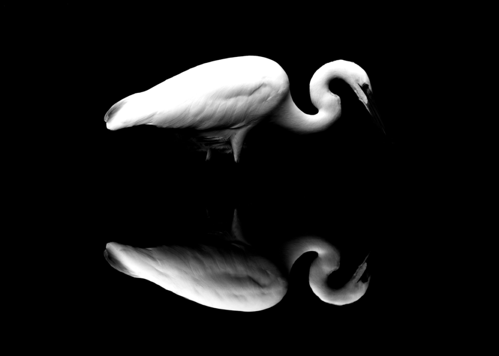 Black and White High Contrast Visual Stimulation for Newborn Baby using Wildlife Photography, Bird Photography, Animals, Birds.