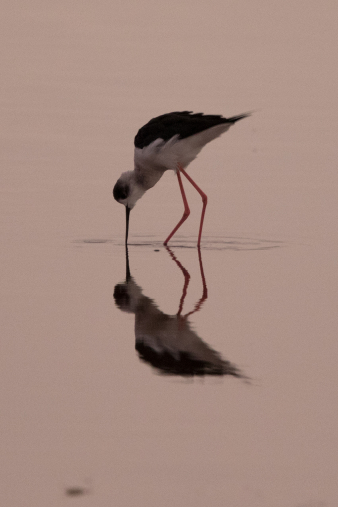 Black-winged Stilt