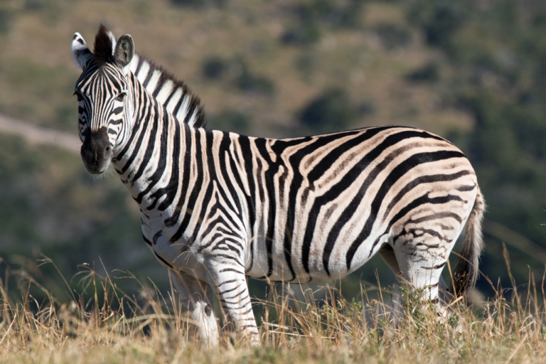 Common Zebra