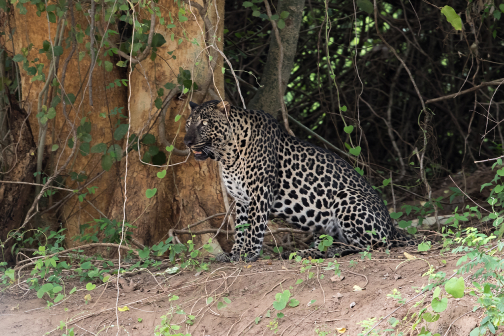 Ethiopian Leopard