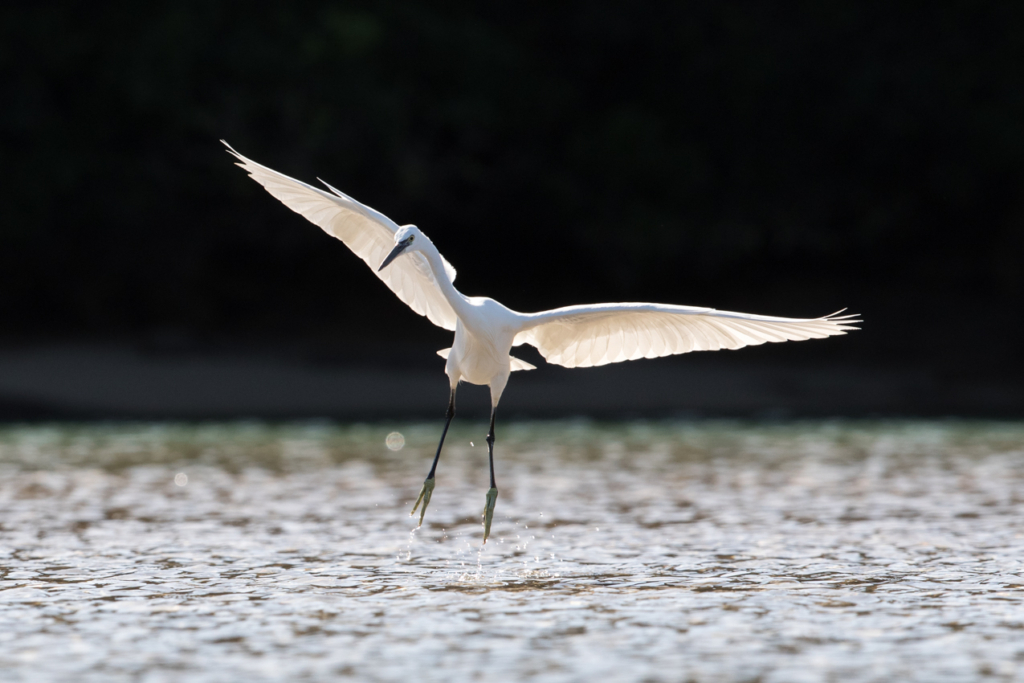 Little Egret