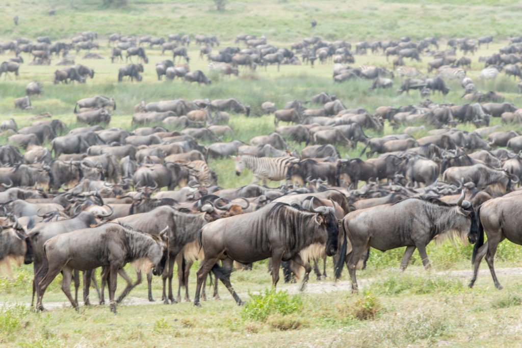 Common Wildebeest