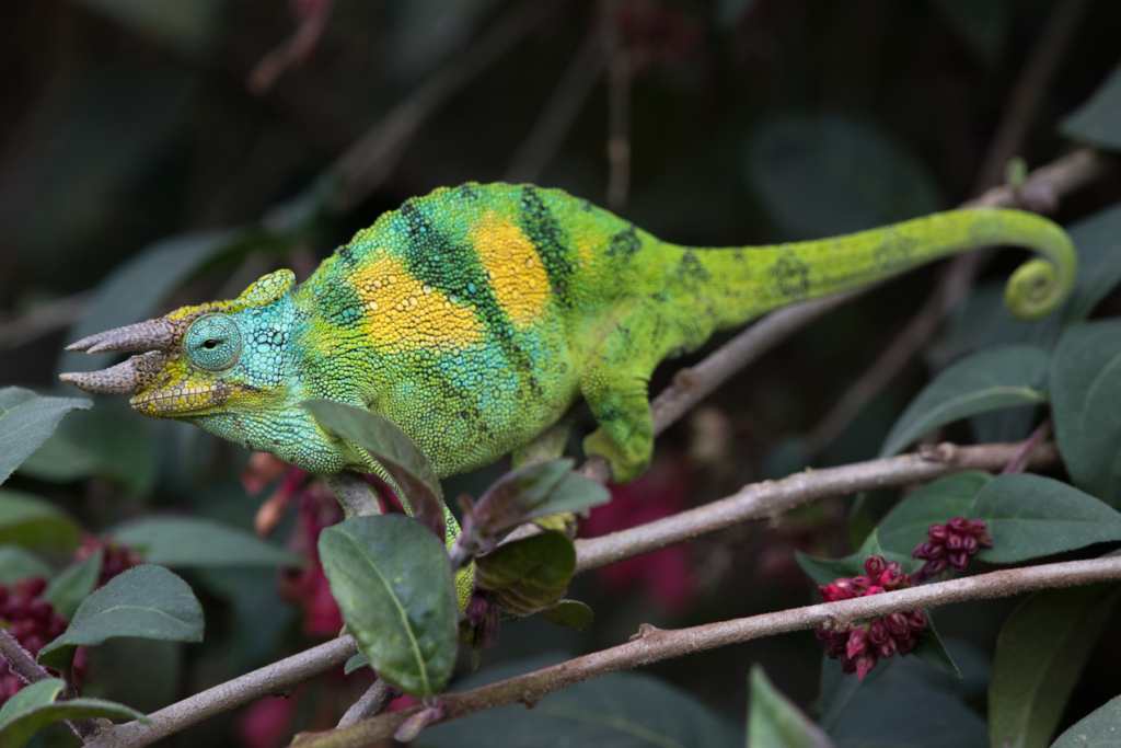 Johnston's Chameleon