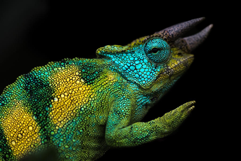 Johnston's Chameleon