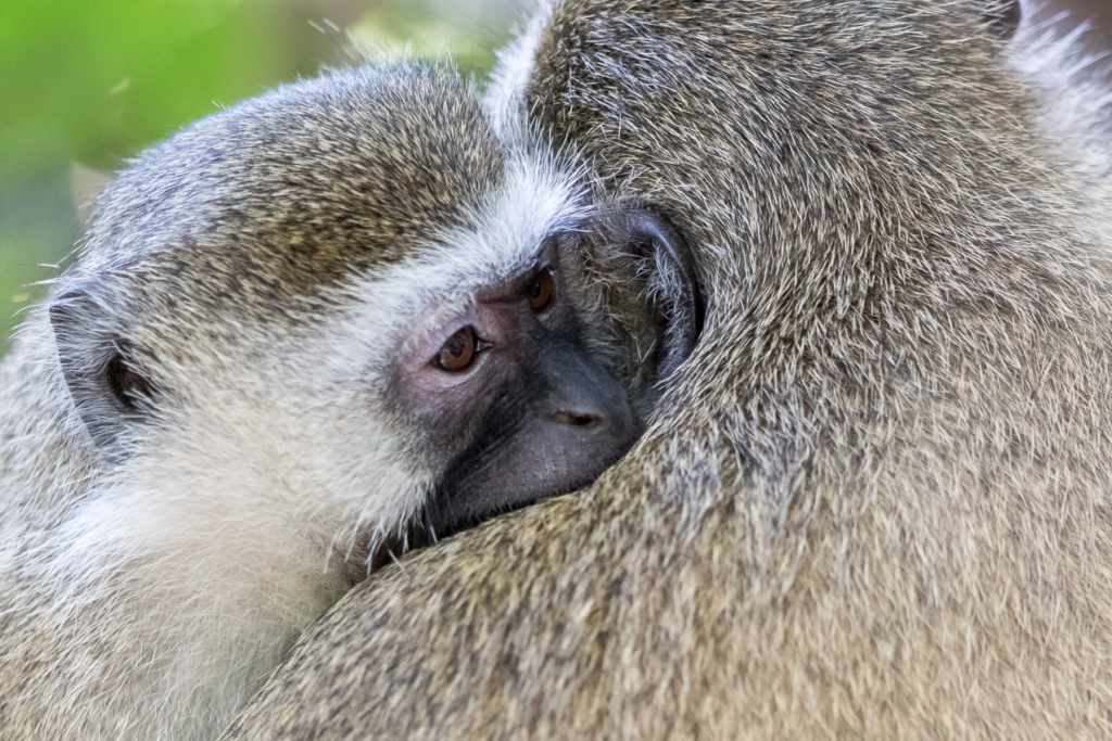 Vervet Monkey