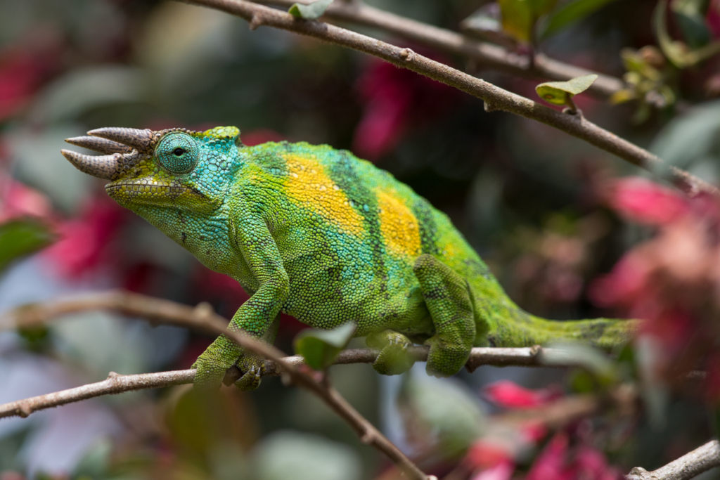 Johnston's Chameleon