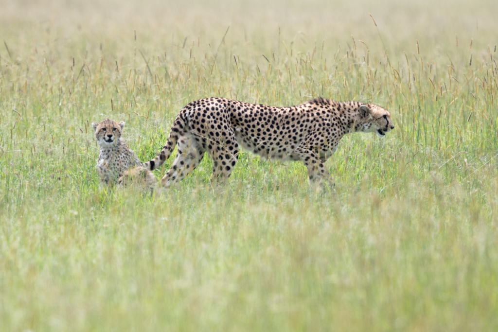 Cheetah Family