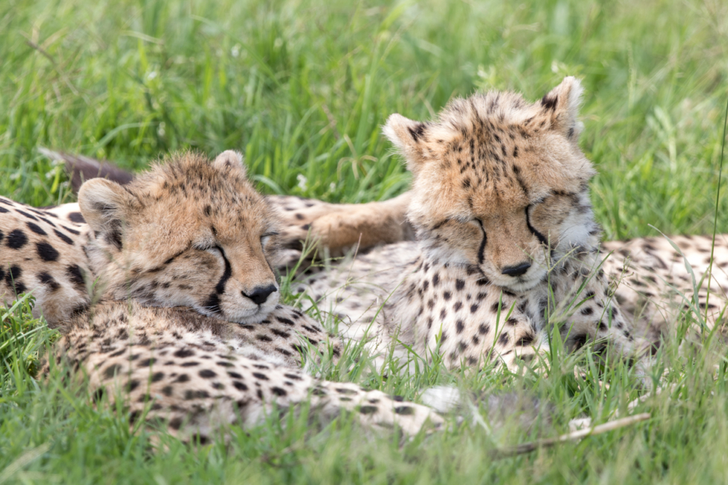 Cheetah Cubs