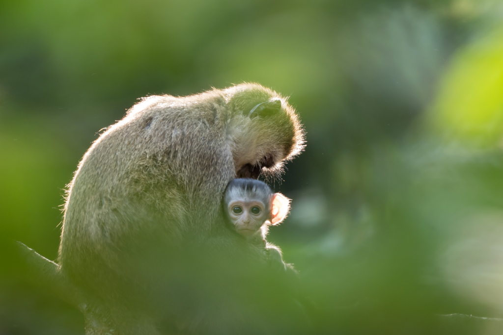 Vervet Monkey Mother