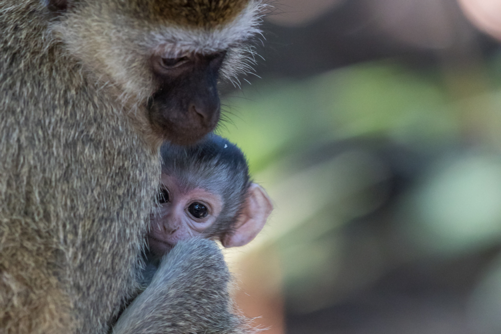 Vervet Monkey Infant