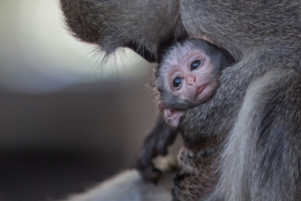 Vervet Monkey Mother