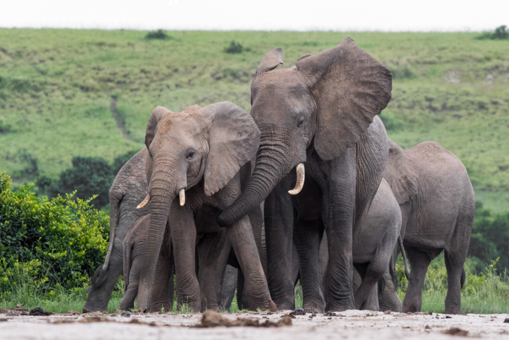 African Bush Elephant