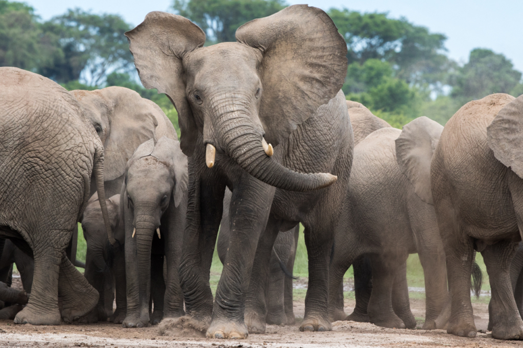 African Bush Elephant