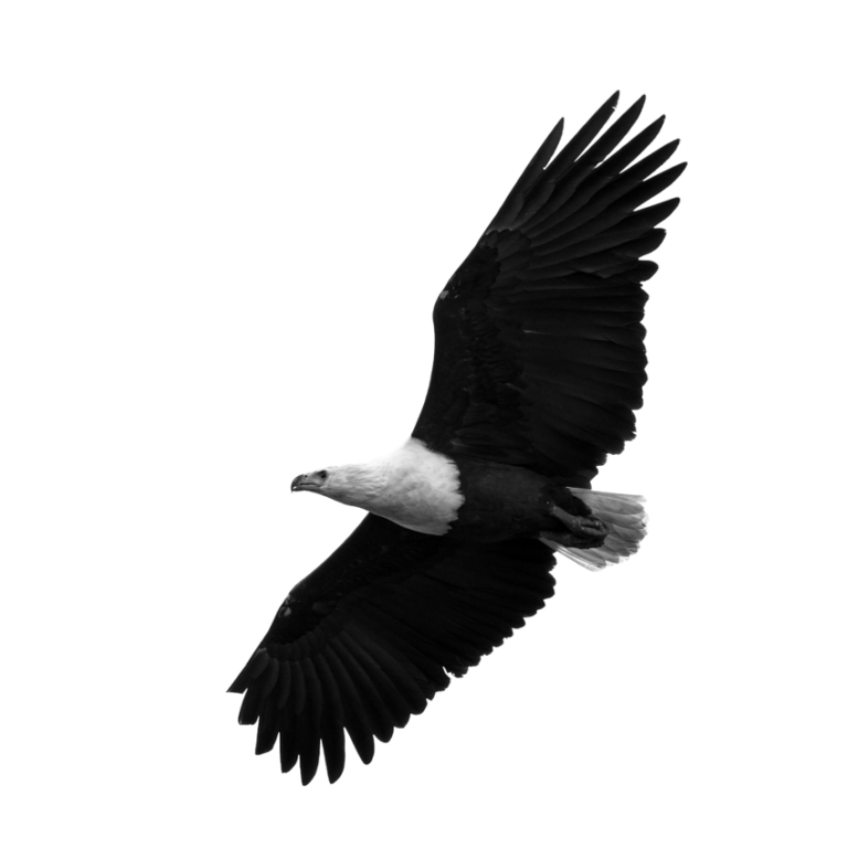 Black and White High Contrast Visual Stimulation for Newborn Baby using Wildlife Photography, Bird Photography, Animals, Birds.