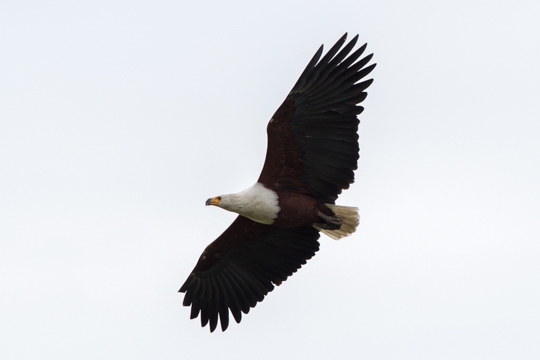 African Fish Eagle