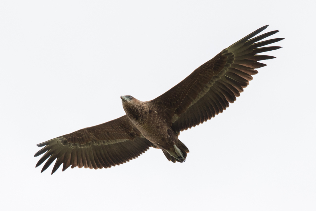 Bateleur Juvenile