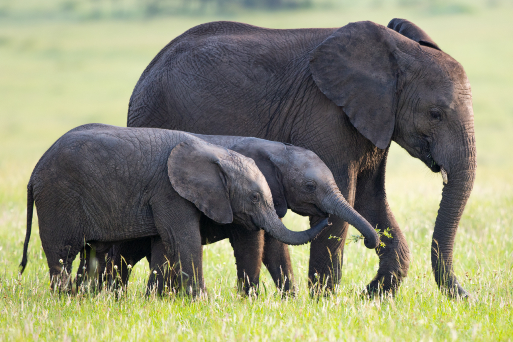 African Bush Elephant Family