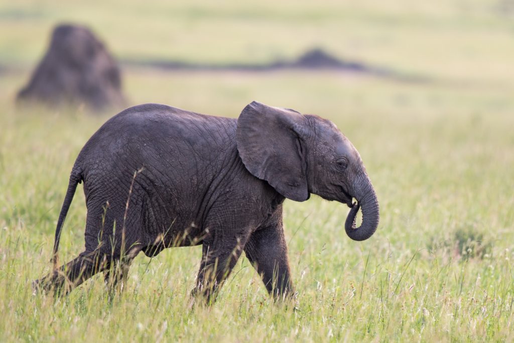 African Bush Elephant Calf