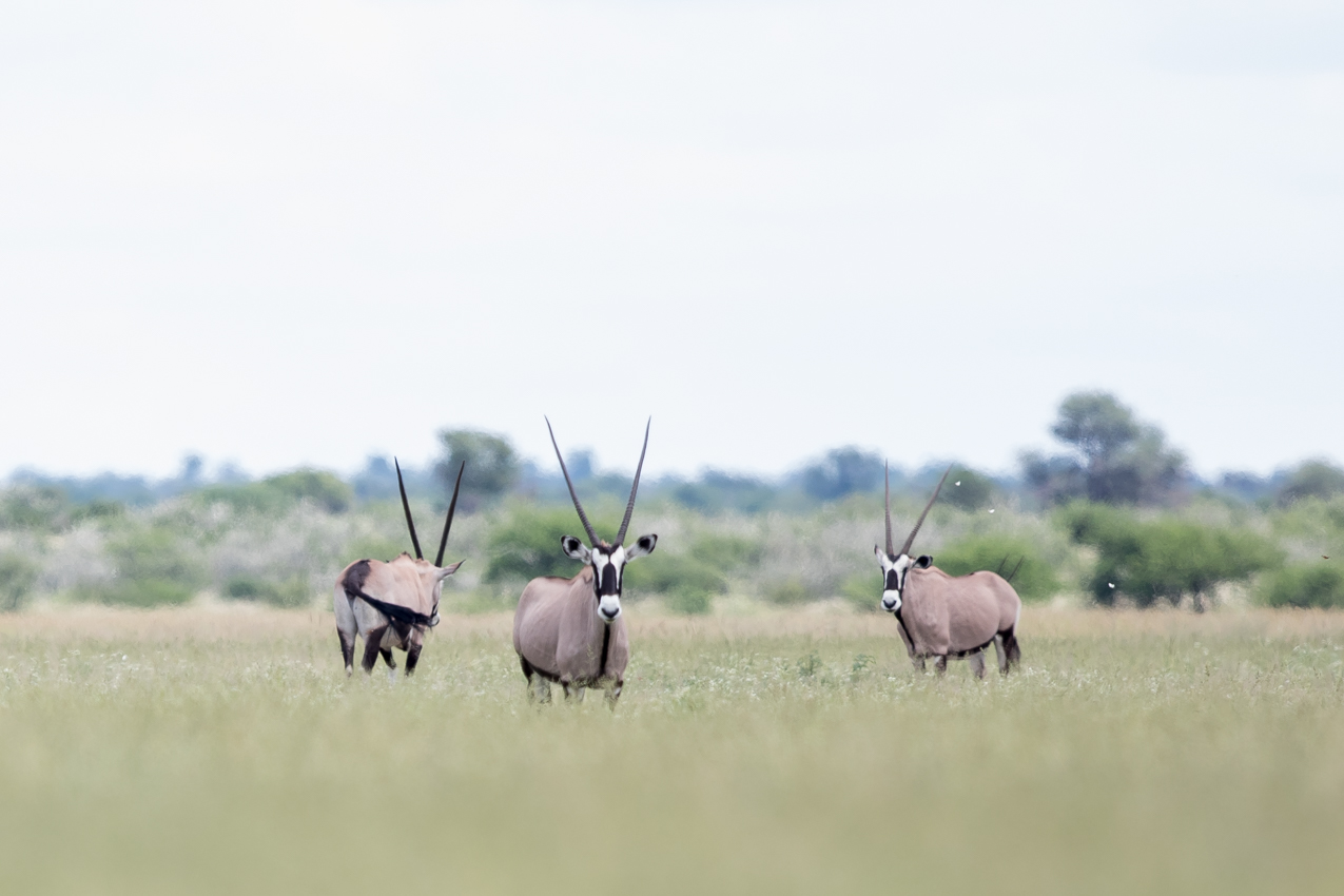 Gemsbok