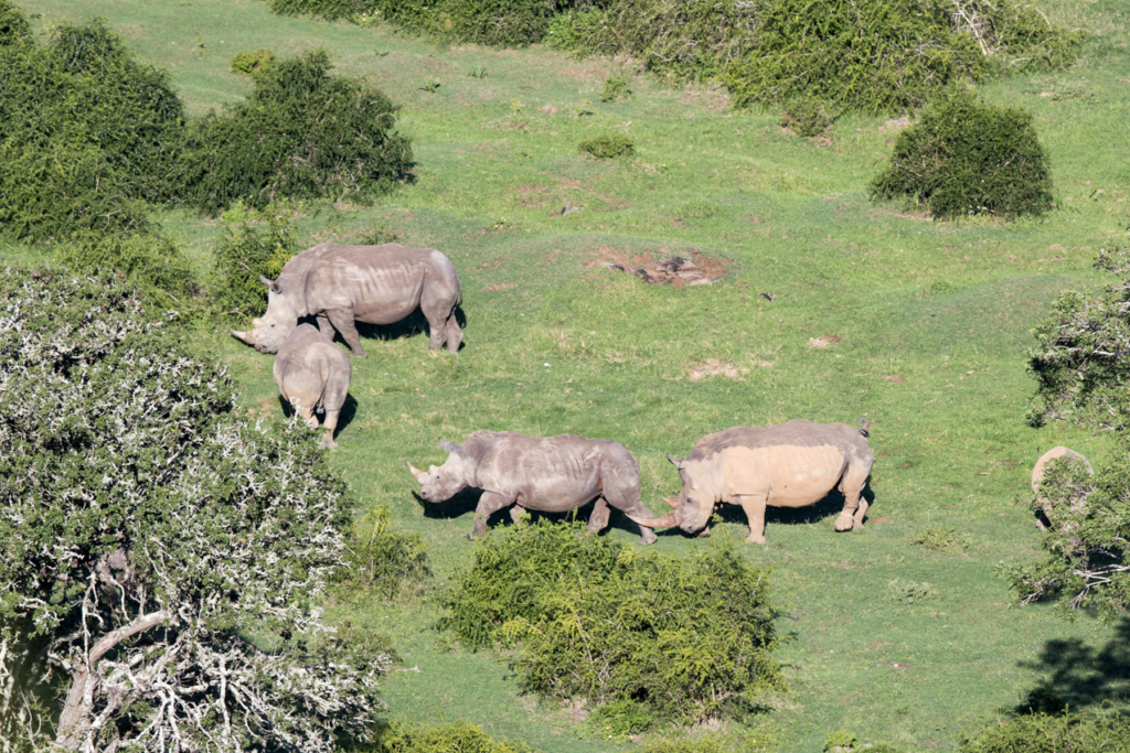 White Rhino