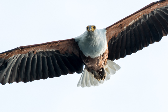 African Fish Eagle