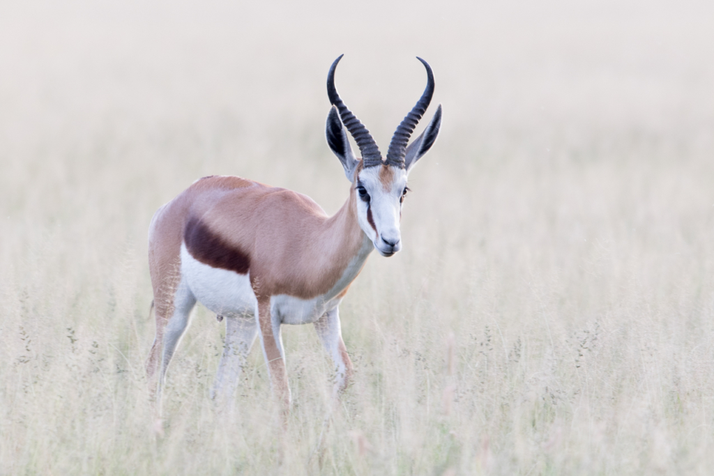 Springbok