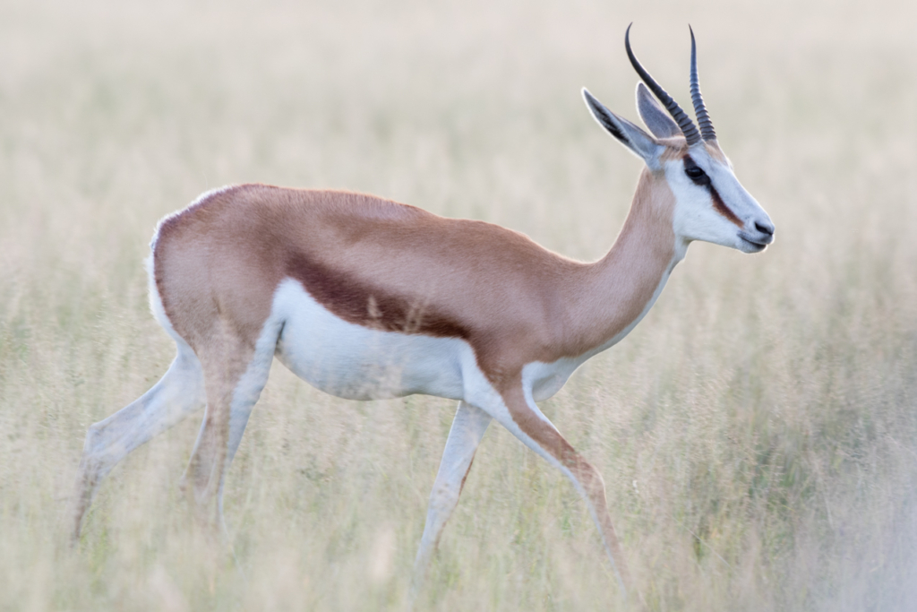 Female Springbok