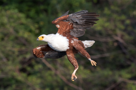 African Fish Eagle