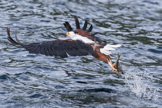 African Fish Eagle