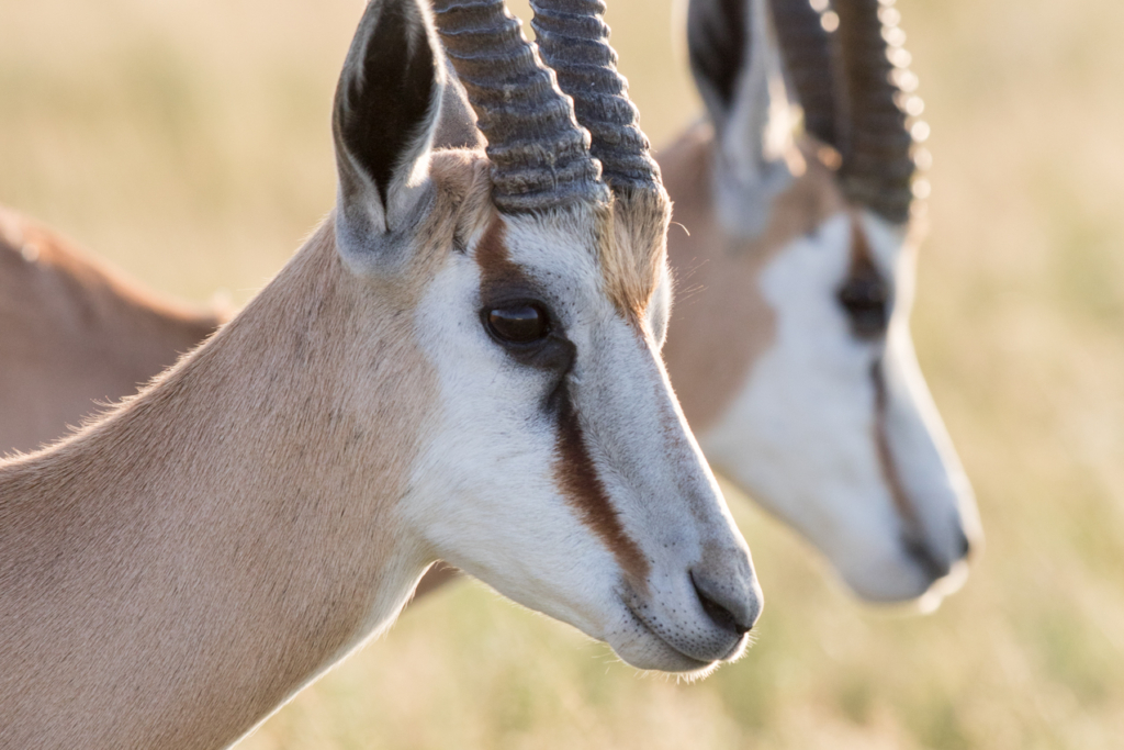 Springbok