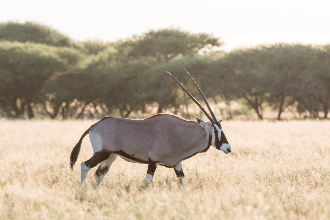 Gemsbok