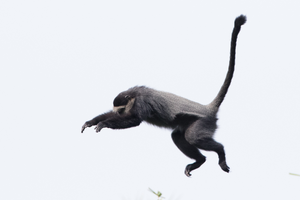 Blue Monkey Leaping