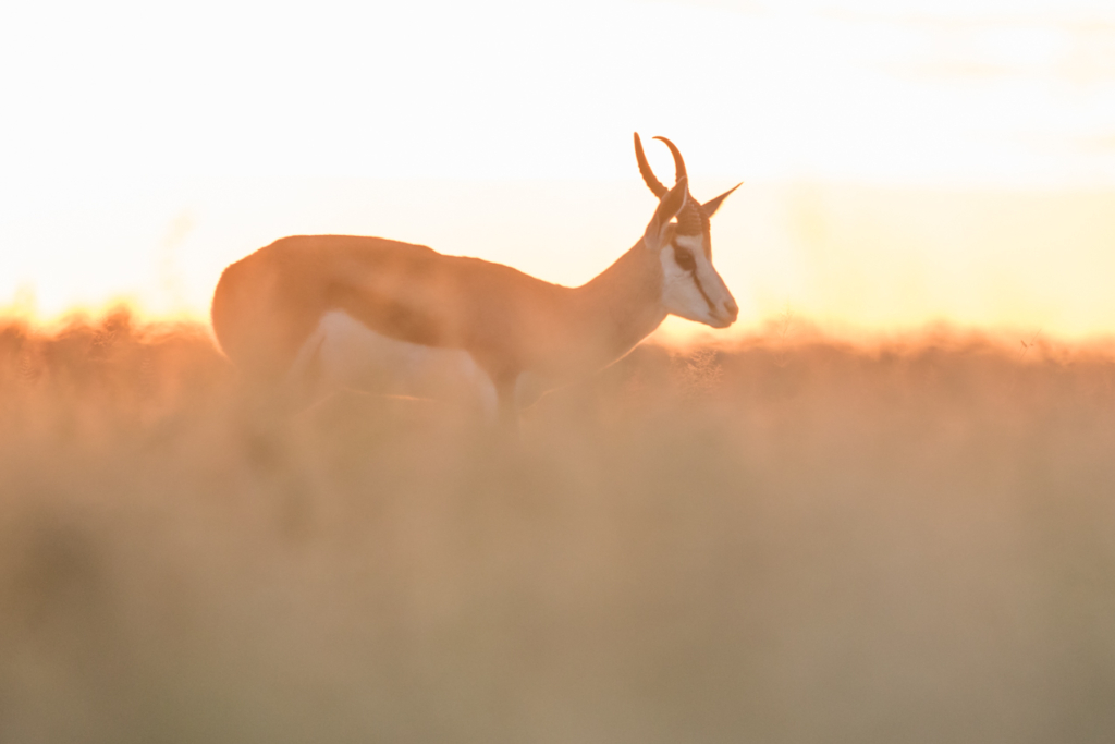 Springbok