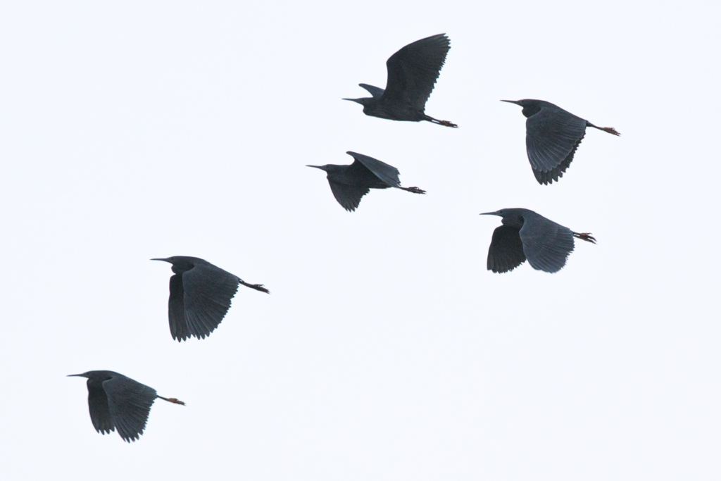 Black Heron Flock in Flight