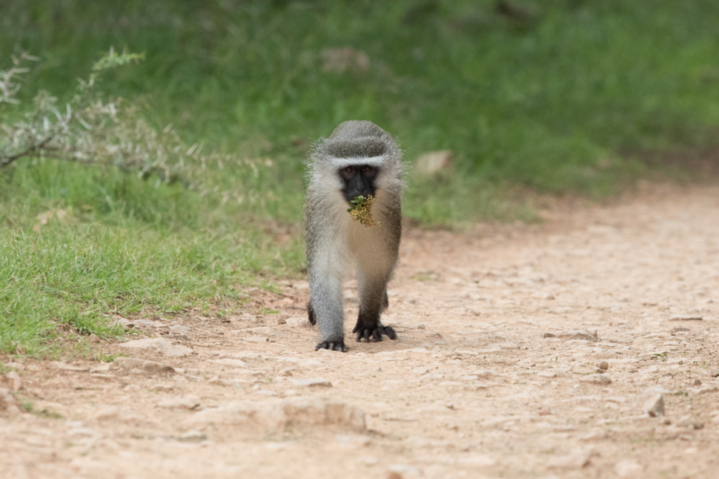 Vervet Monkey