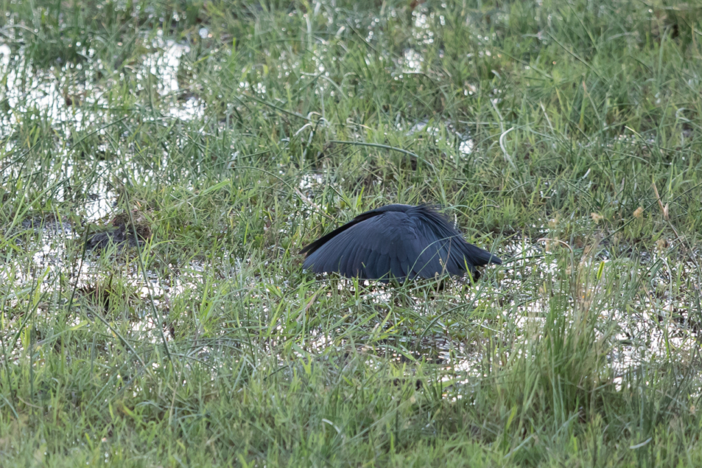 Black Heron Hunting