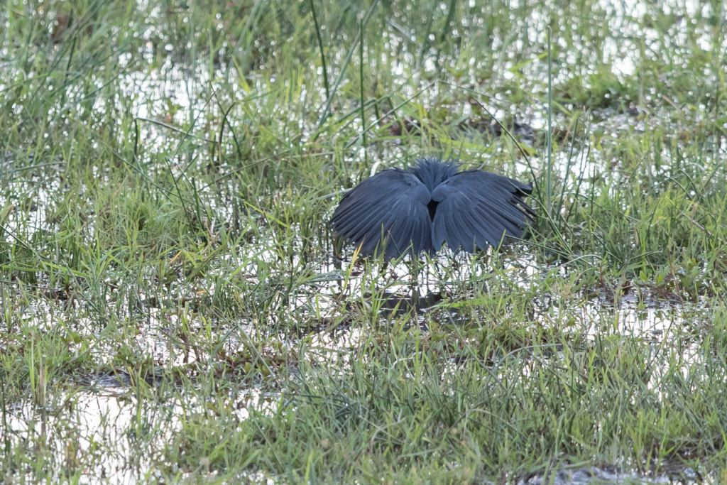 Black Heron Hunting