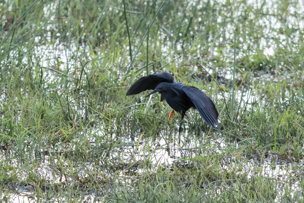 Black Heron Hunting