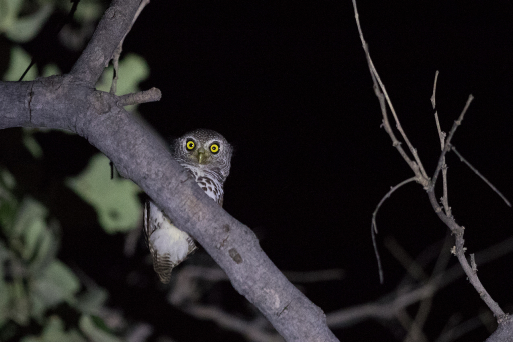 Pearl-spotted Owlet