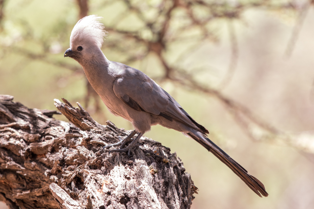 Grey Go-Away-Bird