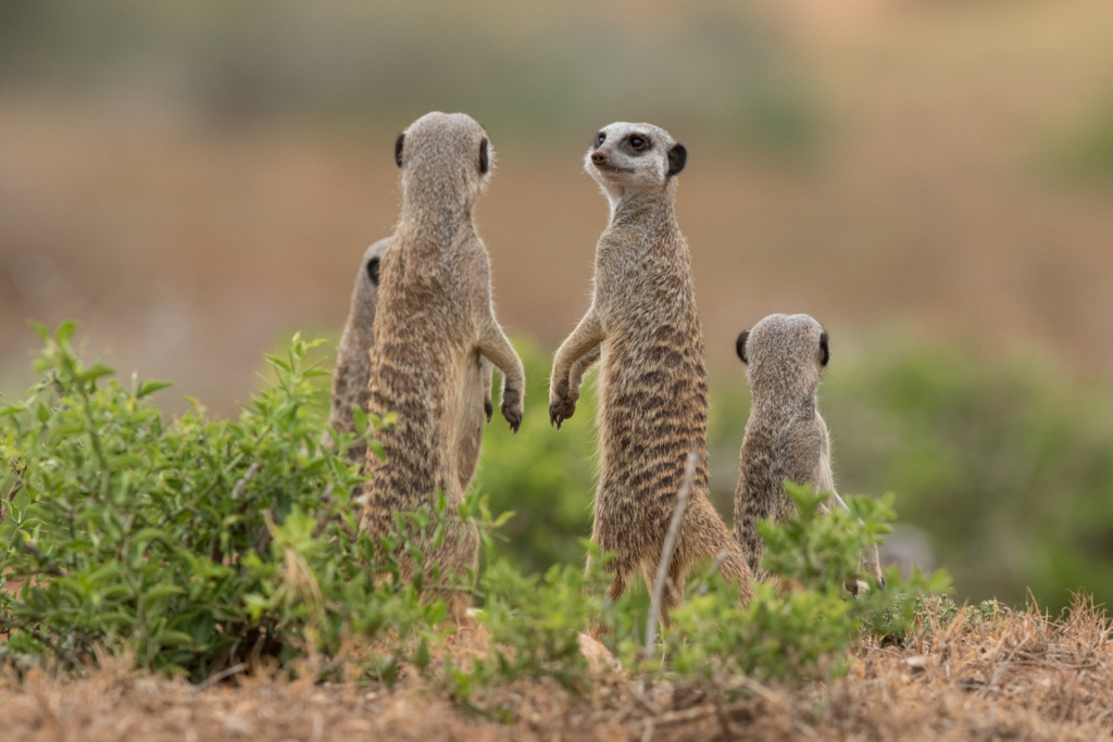 Meerkat