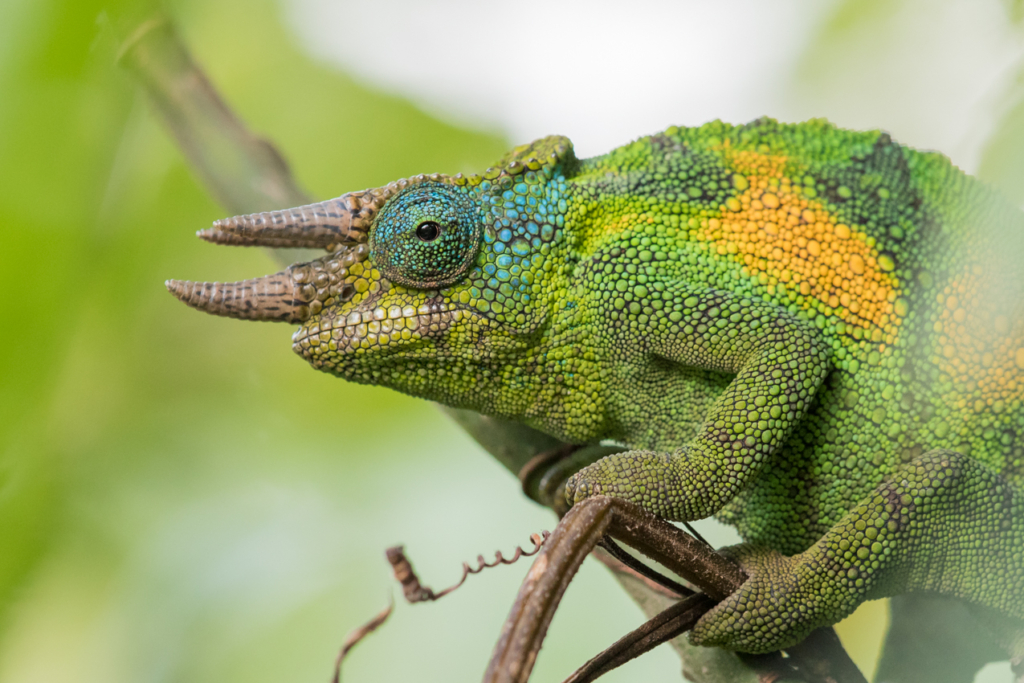 Johnston's Chameleon