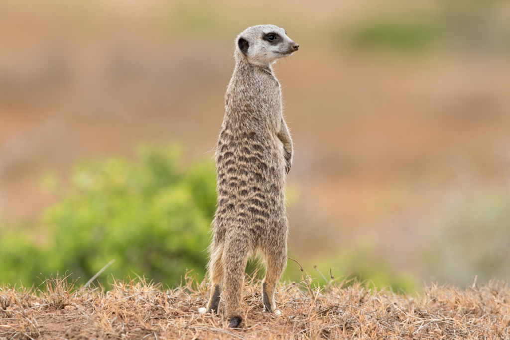 Meerkat